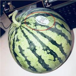 连云港网红吃瓜,揭秘网络热点的背后真相